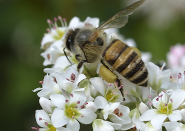 Buckwheat Honey Can Significantly Improve Human Intestinal Microorganisms